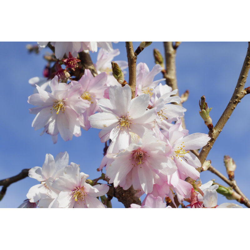 Pink Cherry Blossom - Wrapped Canvas Print, 20cm H x 30cm W x 3.8cm D