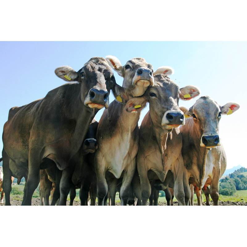Group Of Jersey Cows by Astrid860 - Wrapped Canvas Print, 30cm H x 46cm W