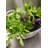 Design Imports Mesh Colander