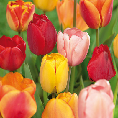 Tulips Darwin Hybrid Mixture Mammoth Bulb