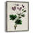 AntiqueFloralFolioIX Framed Print - Solid Wood-1399217800
