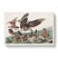 Virginia Partridges by John Audubon - Wrapped Canvas-55370112