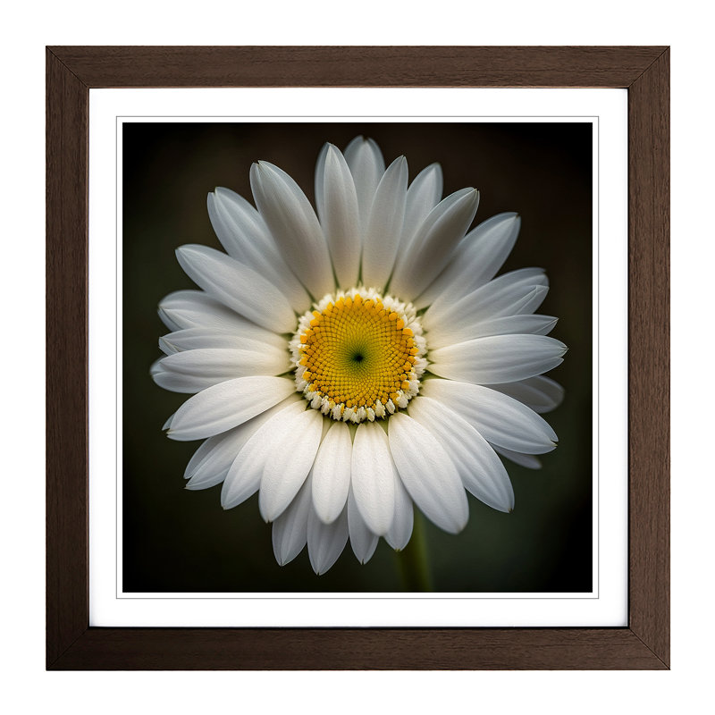 Daisy Photograph No.1 - Framed Print, Walnut