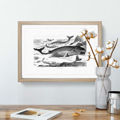 Assortment of Whales by John Karst - Picture Frame Painting