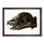 Raccoon by J.W. Audubon - Picture Frame Painting Print-55765321-55765324