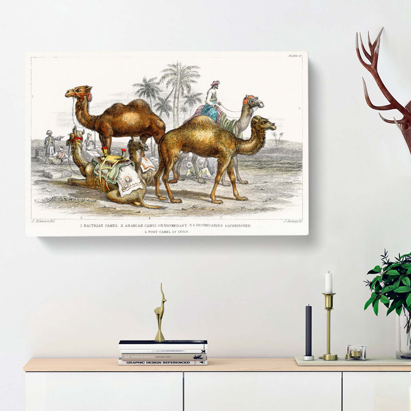 Camels by Oliver Goldsmith - Wrapped Canvas, 40cm H x 60cm W x 3cm D