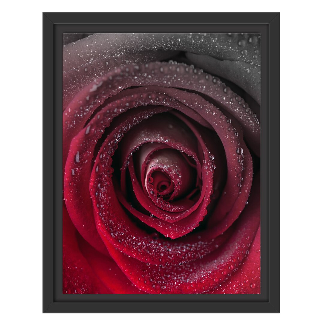 Gerahmtes Wandbild Rote zarte Rosenblüte