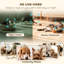 Automatic Feeder