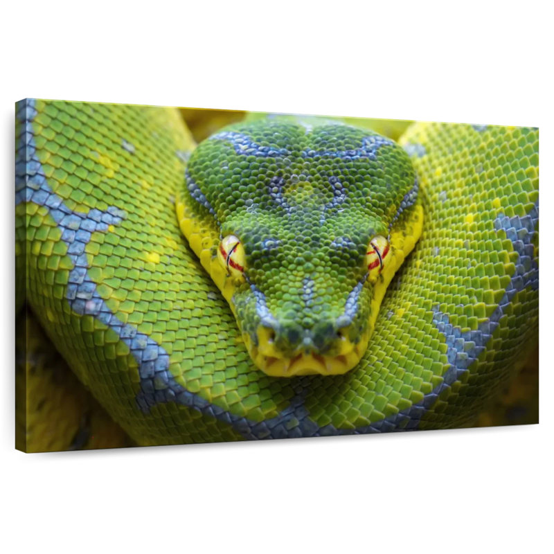 Python vert féroce