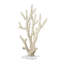 Sculpture Watchet corail en polystone crème avec base en acrylique transparent