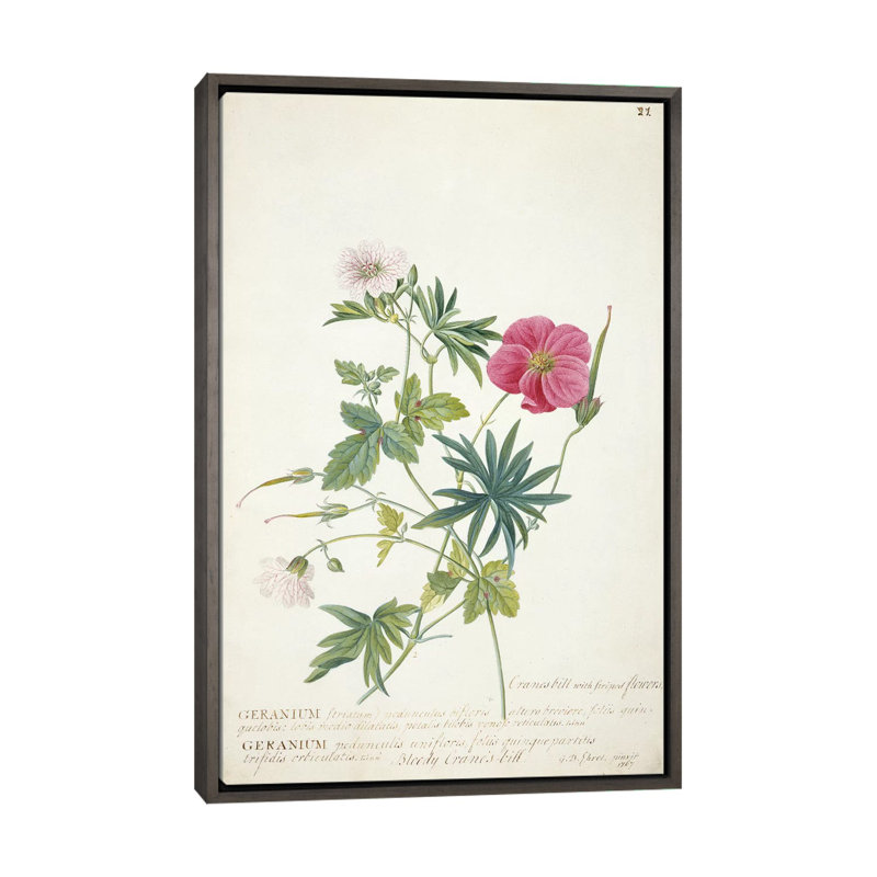 Géranium. Deux tiges entrelacées de différentes espèces, 1767 par Georg Dionysius Ehret - impression d'art graphique
