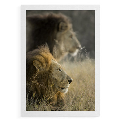 Lions au soleil du matin - impression sur toile seulement - non encadrée