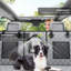 Housse de siège de voiture pour chien avec protecteurs de porte, housse de siège robuste pour voiture / VUS / petit camion -118850786