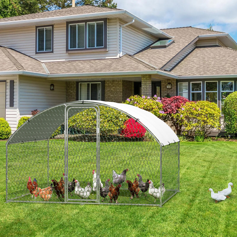 Chicken Run with Wire Mesh