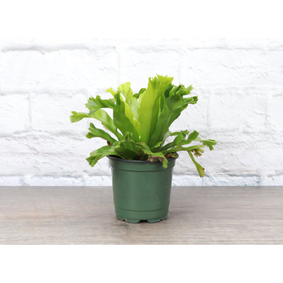Live Leslie Bird's Nest Fern Plant