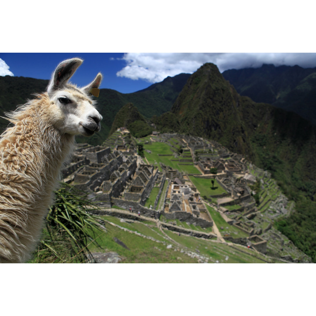 Llama und Macchu Picchu von nights - Leinwandbild