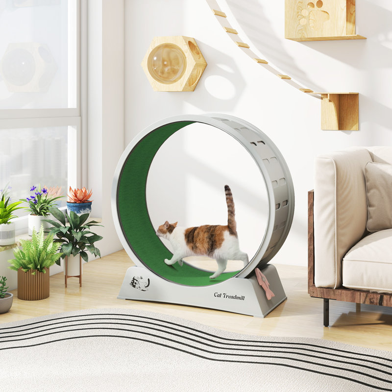 Tapis roulant pour chat, roue d'exercice verrouillable, jouet, Gris/vert