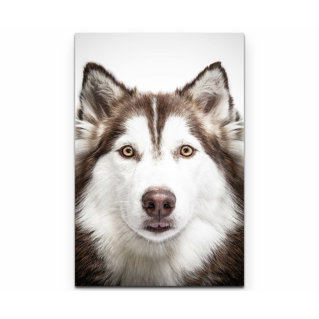 Leinwandbild Portrait eines sibirischen Husky