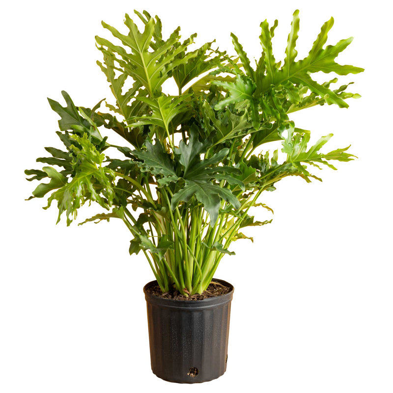 Selloum in Nursery Pot