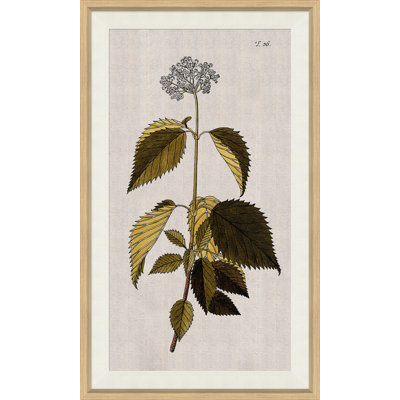 17th Century Wild Flower Studies IIII Painting