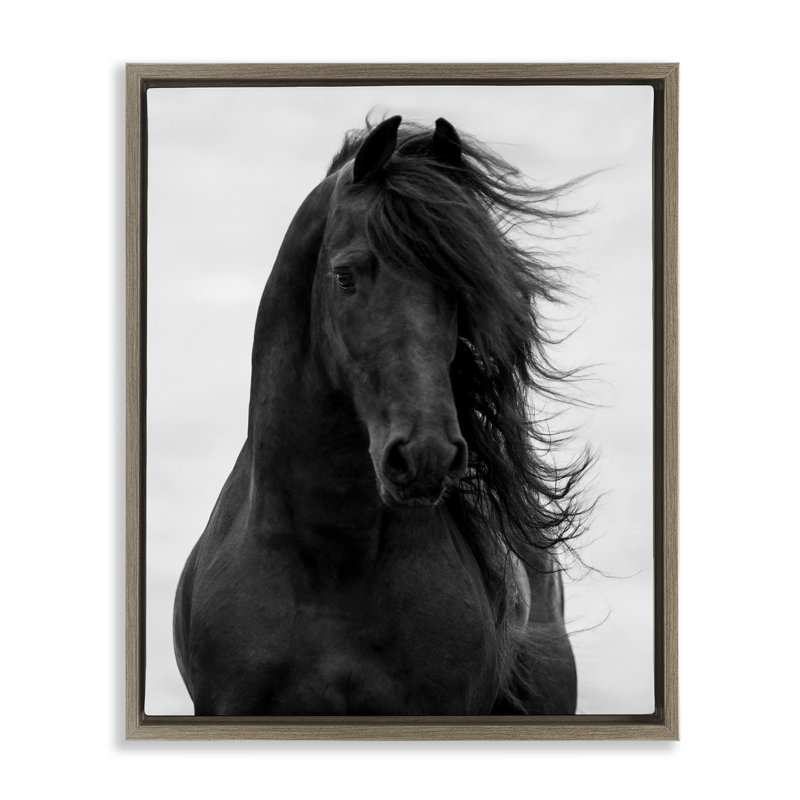 «Black Stallion Horse Portrait», art mural encadré sur toile flottante par Carol, H 17 po x l 21 po