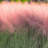 3 gal. Pink Muhly Grass