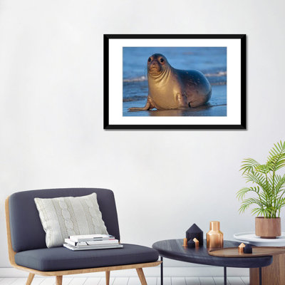 Éléphant de mer du Nord, femelle allongée sur une plage, Californie, photo de Tim Fitzharris - reproduction d'art sur toile tendue
