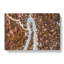 Bend In The Forest Road Painting - Wrapped Canvas-56654707