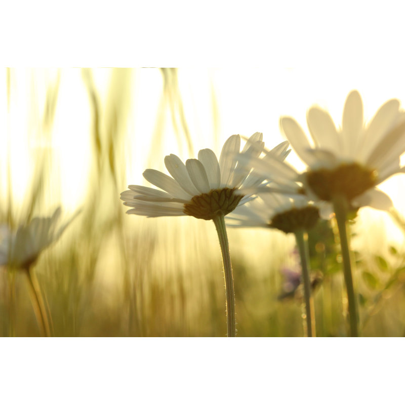 Daisies by Nevio3 - Wrapped Canvas Print, 30cm H x 46cm W