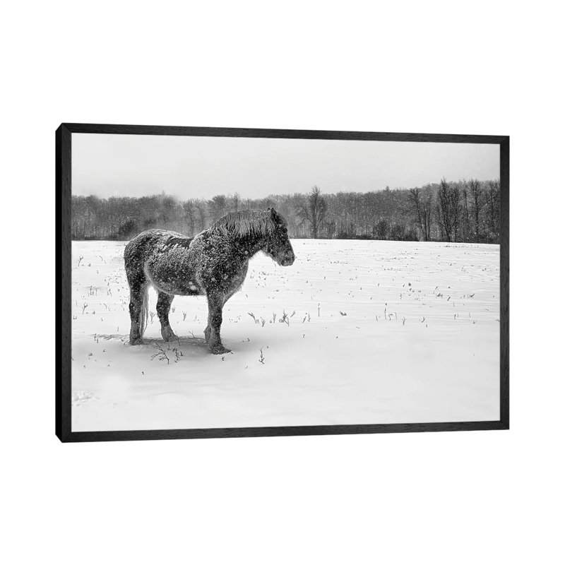 B&W Belgian by David Gardiner - Gallery-Wrapped Canvas Giclée on Canvas, 66.04 cm H x 45.72 cm W, Black Framed
