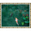 Koi on Emerald Framed Photographic Print-62784021