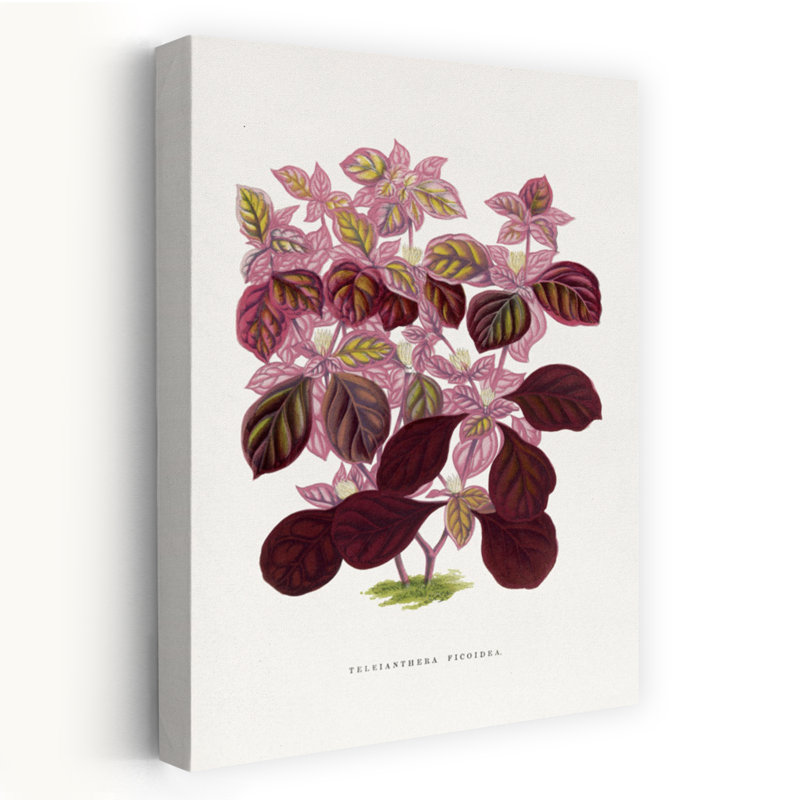 Rose, Teleianthera Ficoidea, feuille, abstrait, rétro, rétro, fleur de lilas, art mural, H 24 po x l 16 po