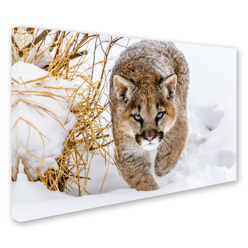 «Weaked Cougar», art mural sur toile tendue pour décoration de salon, de chambre à coucher ou de bureau - 12 x 19 par Mike Centioli