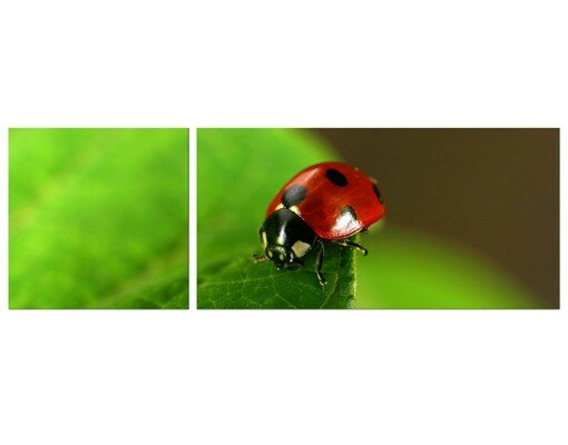 2-tlg. Leinwandbilder-Set Ladybird