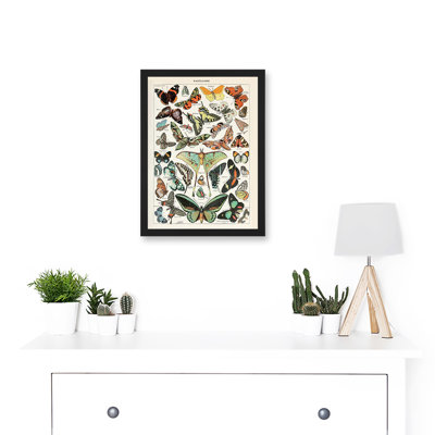 Millot Encyclopedia Vintage Variety Butterflies Moths Nature by Adolphe Philippe Millot - Single Picture Frame Print