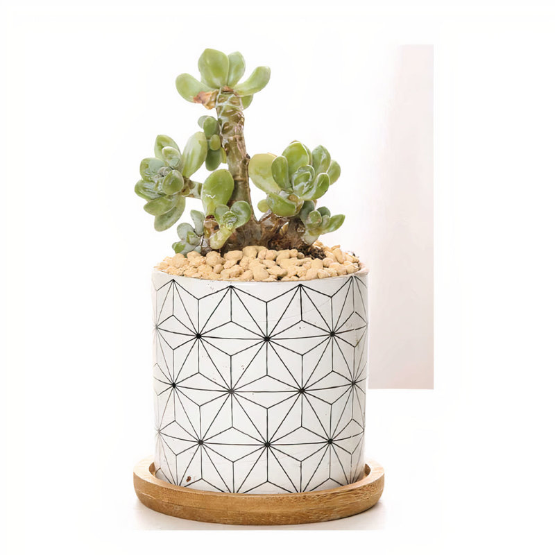 Kennetra Ceramic Pot Planter