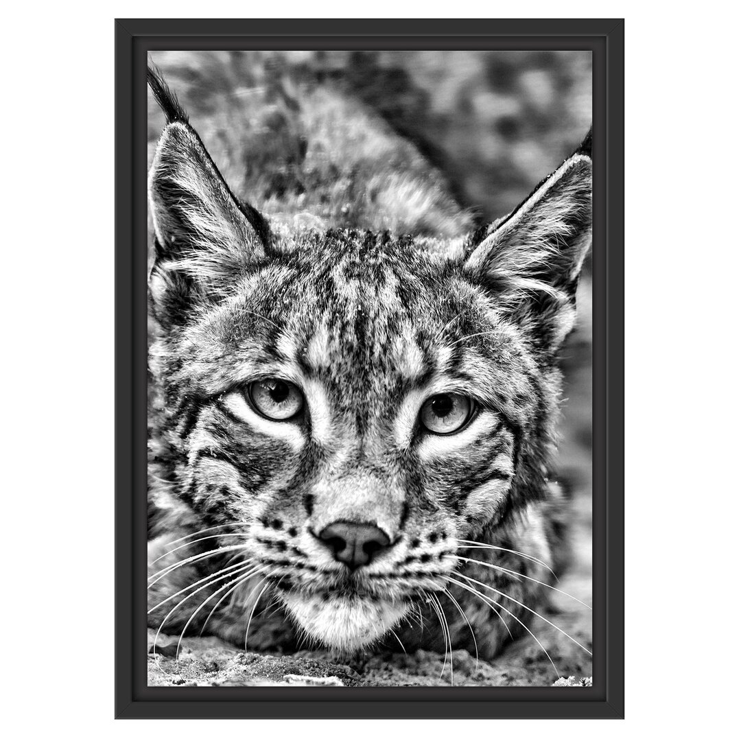 Gerahmtes Wandbild wachsamer Luchs