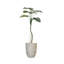 Plante 67 po