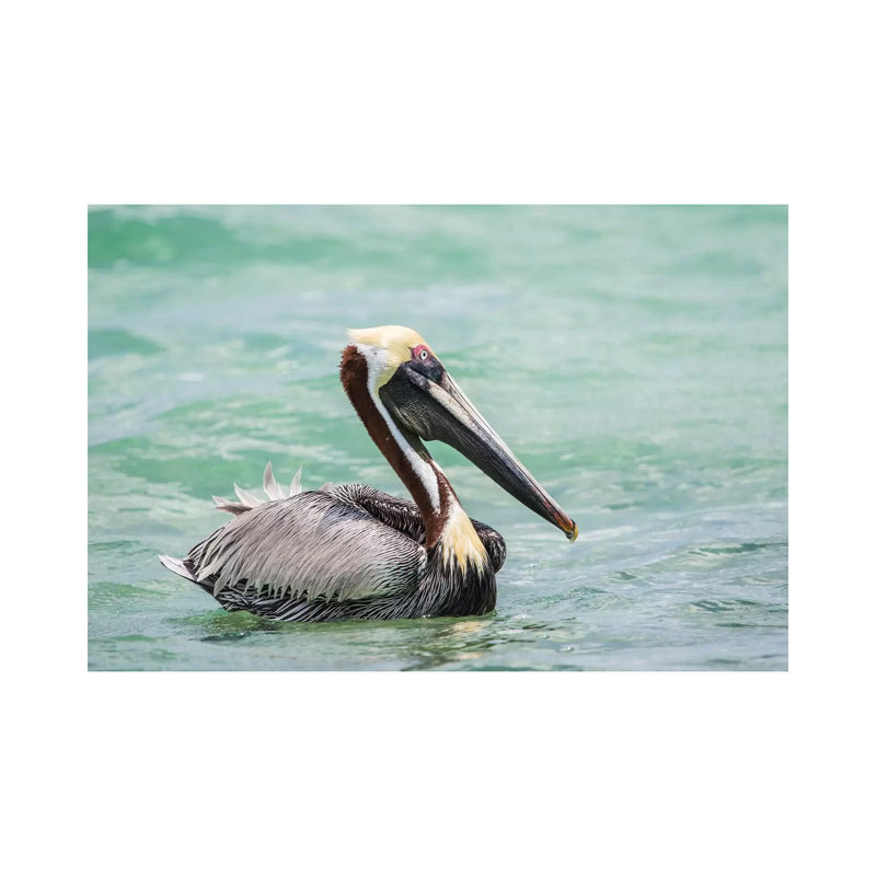Belize, Ambergris Caye. Adult Brown Pelican Float On The Caribbean Sea. by Elizabeth Boehm - Wrapped Canvas Print