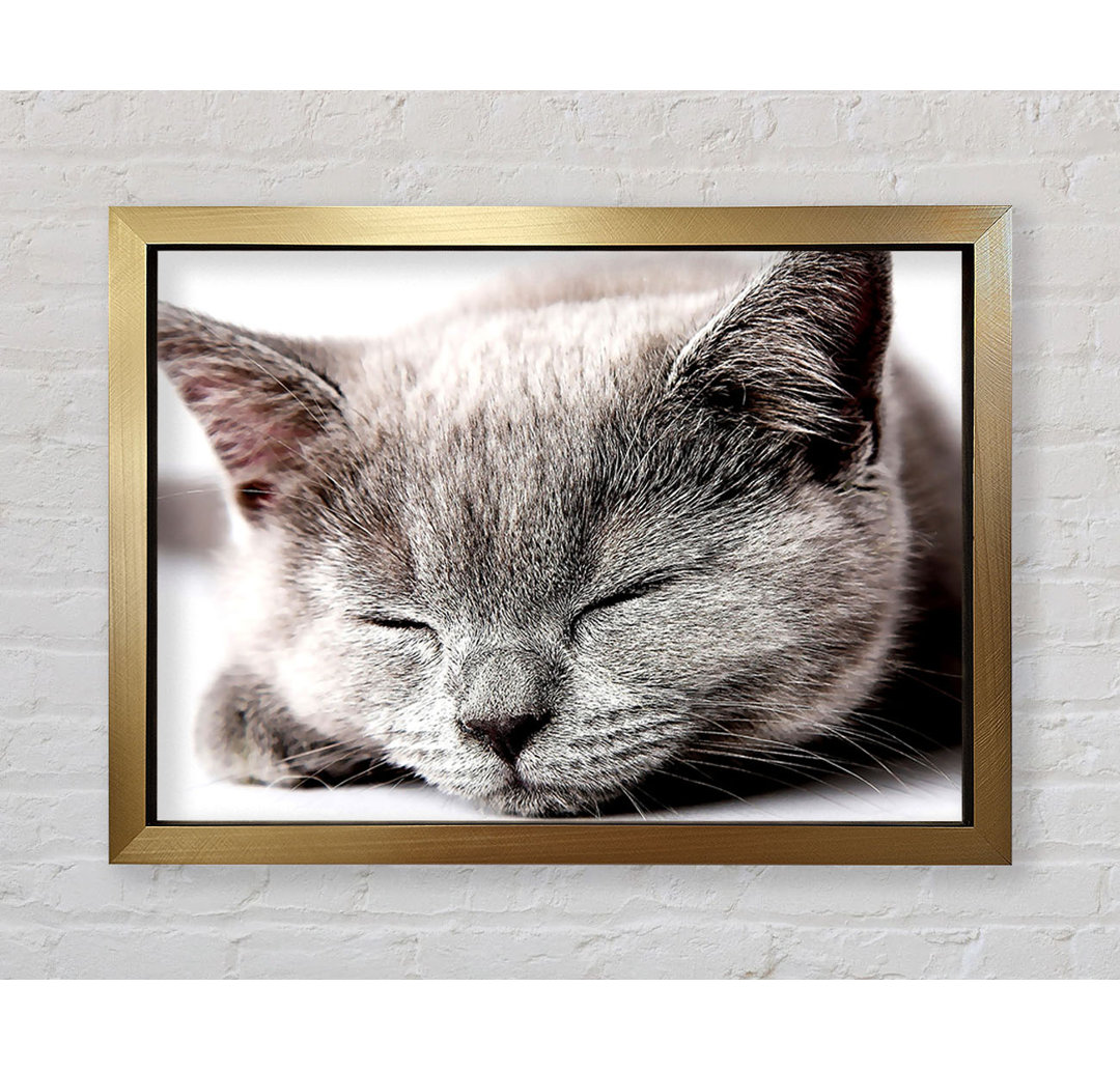 Sleepy Grey Kitten - Druck