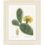 Blooming Cacti 9 Print by Nathan Turner