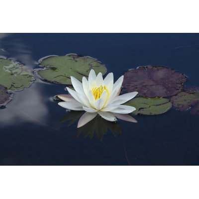 Parmida " White Water Lily "