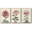 Antique Turpin Botanical VII - Ensemble de 3 reproductions de photos sur toile-97759590-97759592