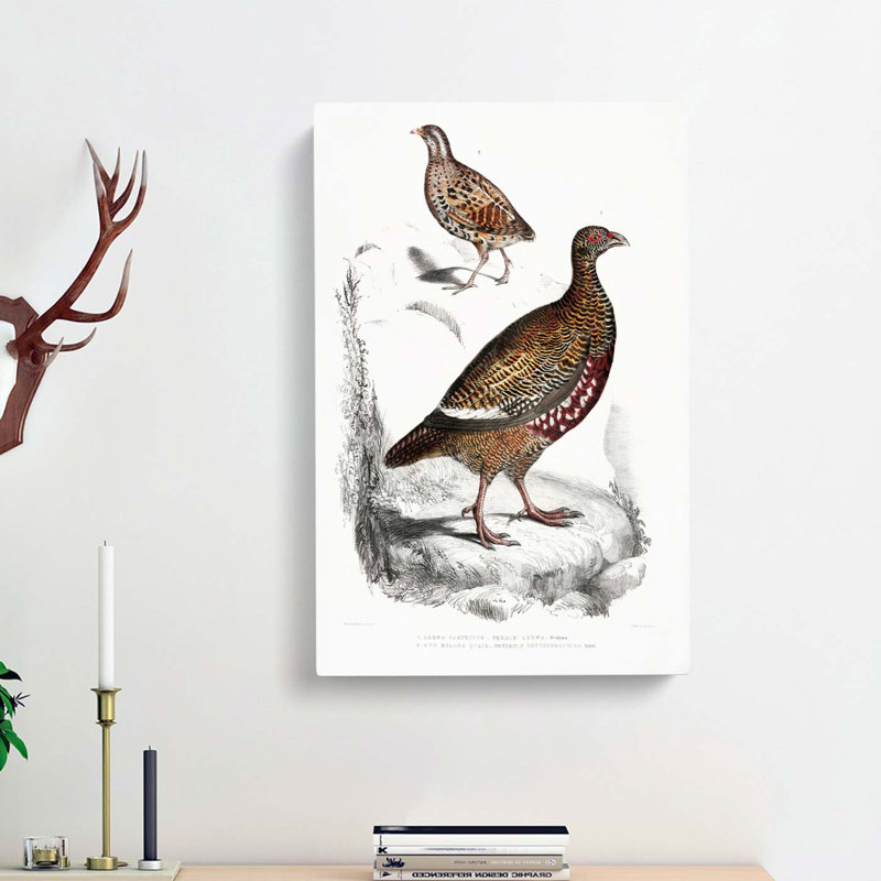 Quail And Partridge Illustrations by John Edward Gray - Wrapped Canvas Print, 60cm H x 40cm W x 3cm D