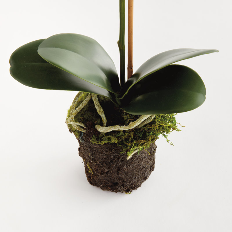 PHALAENOPSIS encastré 21 po