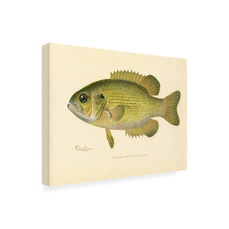 «Rock Bass On Canvas» par Print Collection, H 24 po x l 32 po x P 2 po