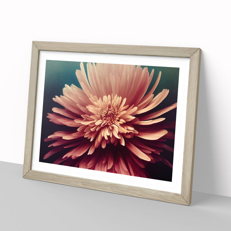 Bold Chrysanthemum Flower - Single Picture Frame Print, 46cm H x 64cm W x 2cm D, Oak Framed