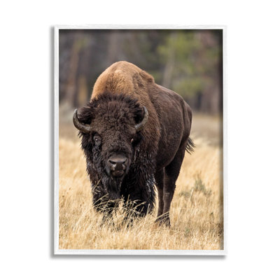 Bison sauvage américain qui broute de l'herbe rustique - Photographie