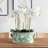 Desda Lotus Hand-Painted Chinoiserie Planter