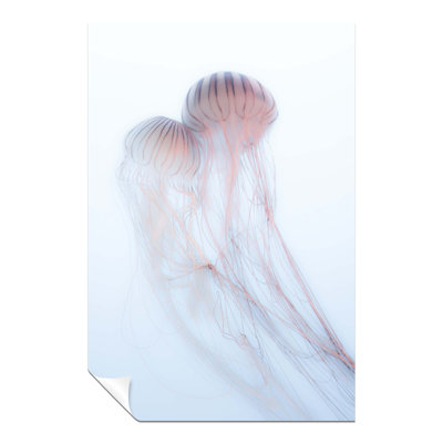 Pink Jellyfish Underwater - No Frame Print